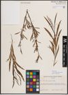 Foto von Salix exigua subsp. interior (Rowlee) Cronquist